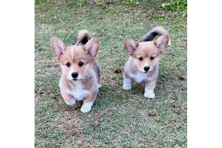 $400 : Corgi puppies for sale image 2