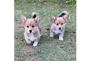$400 : Corgi puppies for sale thumbnail