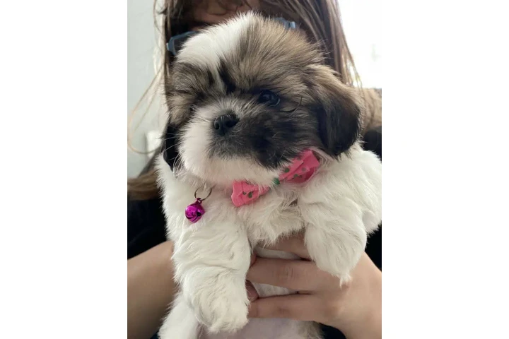 $350 : Cachorros Shih Tzu taza de té image 2