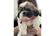 $350 : Cachorros Shih Tzu taza de té thumbnail