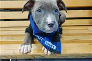 $250 : AKC American Bully Puppies thumbnail