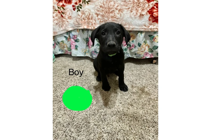 $150 : Labradores image 5
