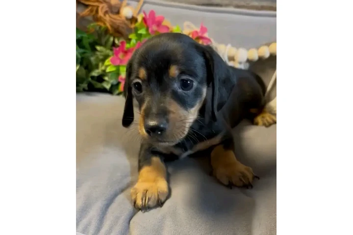 $650 : Dachshund puppy for sale image 6