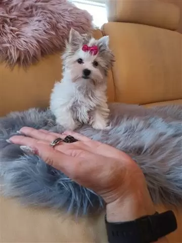 $400 : Yorkie Puppies Males & Females image 1