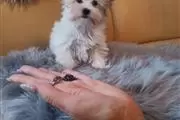 Yorkie Puppies Males & Females en Detroit