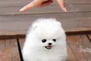 $100 : 💙❤️Tiny Pomeranian BOY /girls thumbnail