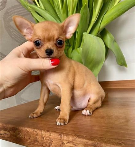 $400 : chihuahua puppies for sale image 4