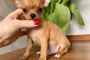 $400 : chihuahua puppies for sale thumbnail