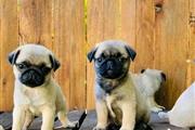 Pug Puppies For Adoption en Miami