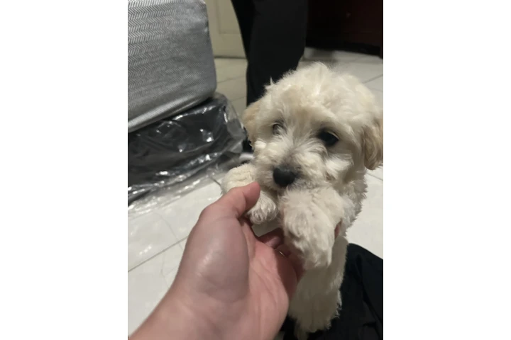 $100 : Mix Maltese image 1