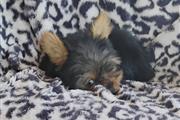 $950 : Tcup Yorkies thumbnail