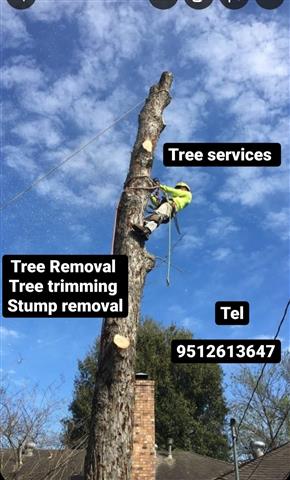 Tree removal services image 2