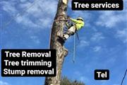 Tree removal services thumbnail 2