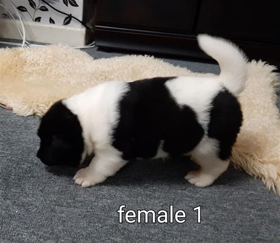 $650 : American Akita Pups Ready image 3