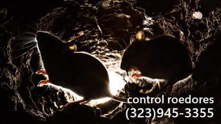 Rodents Fumigation 24/7. image 3