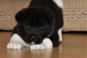 $700 : Akita puppies available thumbnail