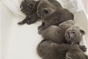 $310 : Scottish fold kittens thumbnail