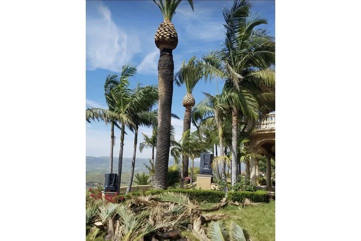 Tree Service and Maintenance image 6