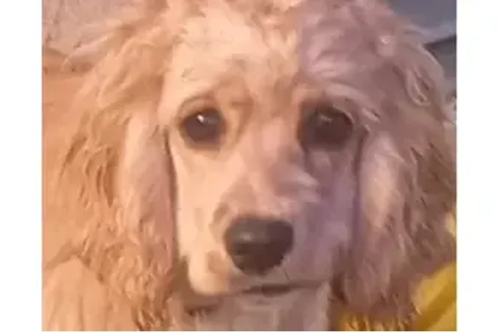 $150 : Cocker Spaniel need 🏠 and♥️ image 2