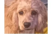 $150 : Cocker Spaniel need 🏠 and♥️ thumbnail