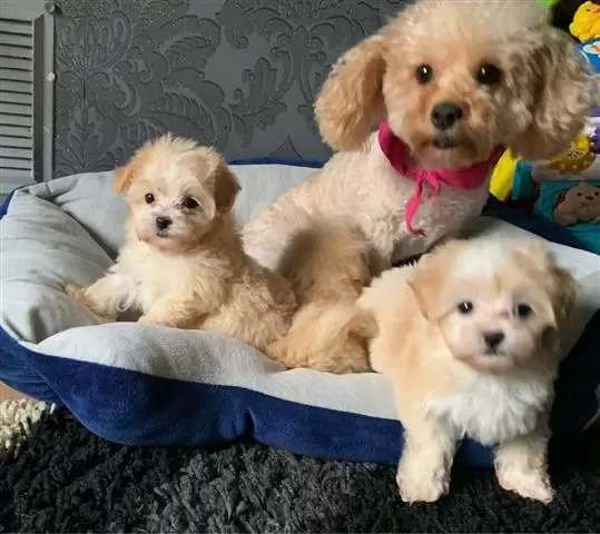 $450 : Amazing Micro Maltese Availab image 3