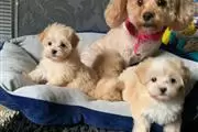 $450 : Amazing Micro Maltese Availab thumbnail