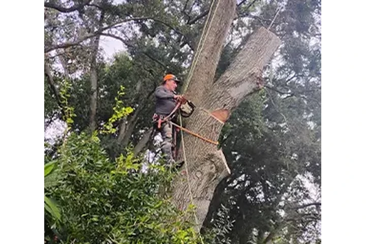 TREE SERVICES image 5
