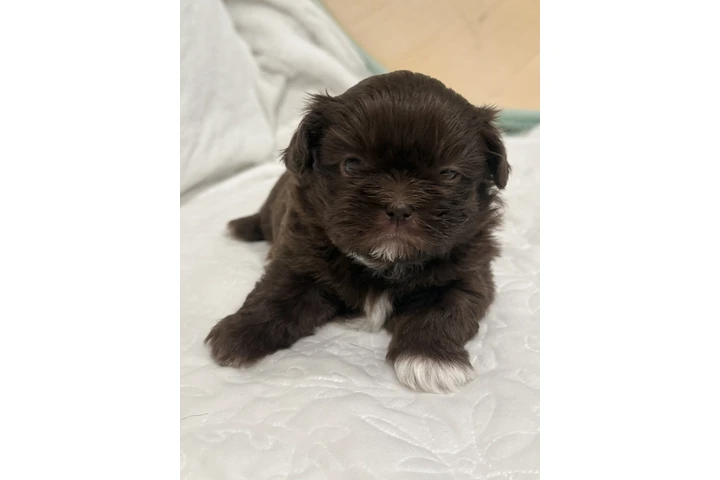 $1300 : Caramelo Shih Tzu Male 8 Weeks image 2