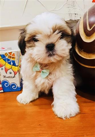 $300 : Lindos cachorros de Shih Tzu image 3