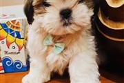 $300 : Lindos cachorros de Shih Tzu thumbnail