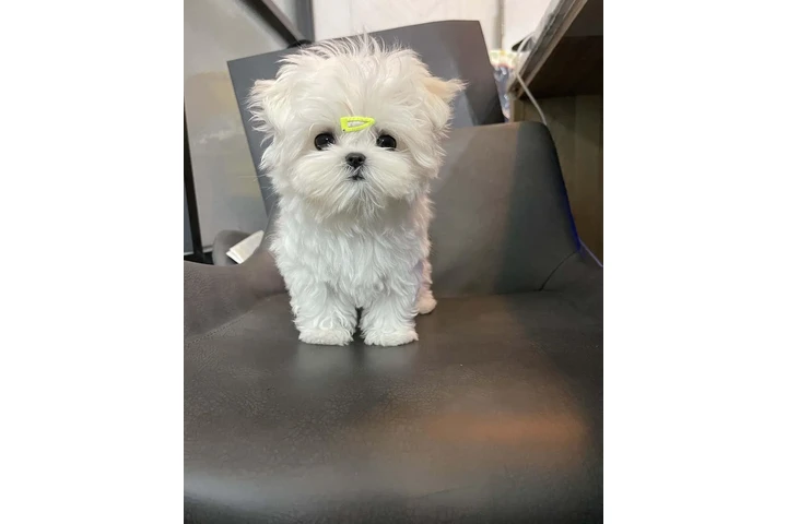 $500 : Bichon frise cachorros image 5
