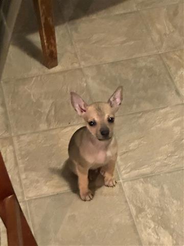 $350 : Chihuahua puppies image 1