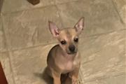 $350 : Chihuahua puppies thumbnail