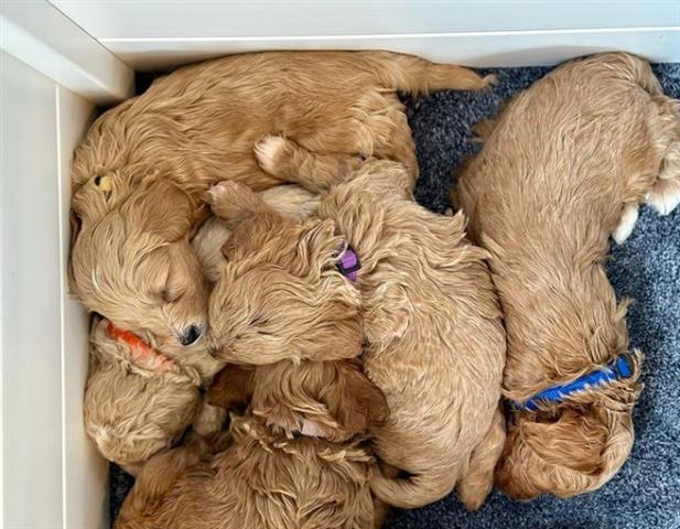 Cute Golden doodle puppies image 2