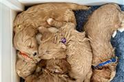 Cute Golden doodle puppies thumbnail