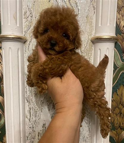 $280 : Toy poodle puppies for sale image 1