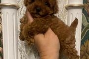 Toy poodle puppies for sale en San Jose