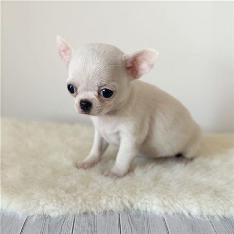 $250 : Chihuahua puppies for sale image 5