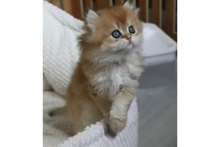 $300 : Persian kitten for sale image 2