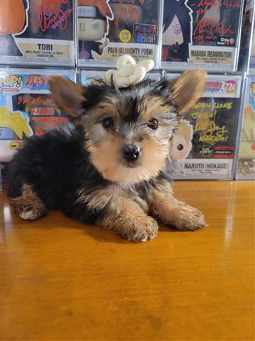 $1300 : YORKIES image 3