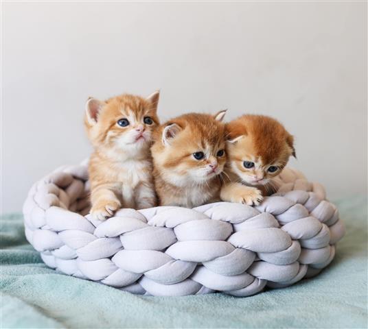 $300 : KANYE kittens for rehoming image 1