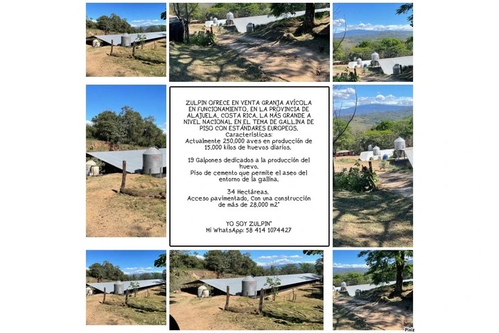 EN VENTA GRANJA AVÍCOLA image 3