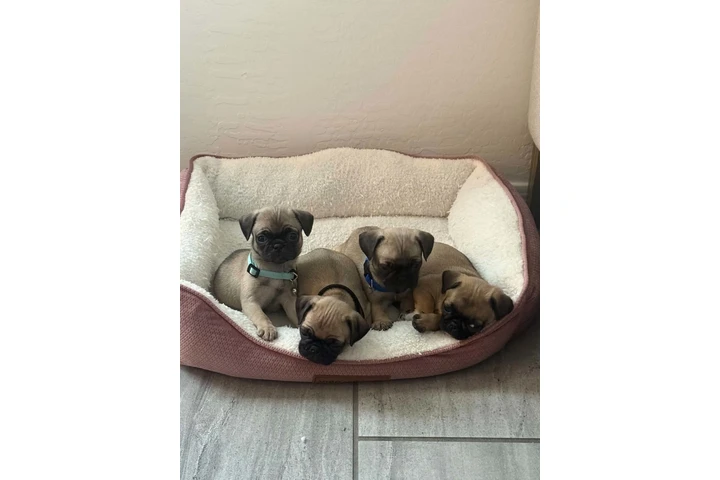 $500 : Perros pug image 3