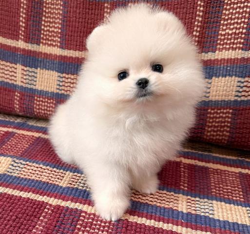 $400 : Cachorro Pomerania taza image 2