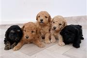 Adorable toy poodle puppies en New York