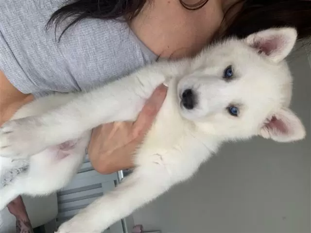$550 : HUSKY PUPPYS ALL BLUE EYES image 3