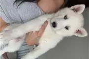 $550 : HUSKY PUPPYS ALL BLUE EYES thumbnail
