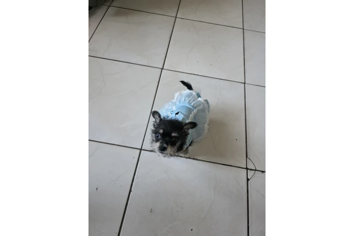 $600 : Perrita chizer negrita image 4
