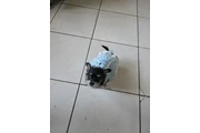$600 : Perrita chizer negrita thumbnail