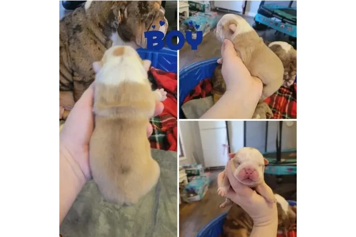 $350 : BULLDOG INGLÉS EN VENTA image 2